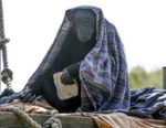 Chimpanzee by Shelly Prevost, CC 2.0 license